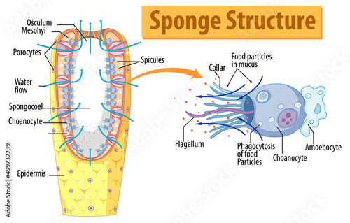 Diagram showing structure of sponge