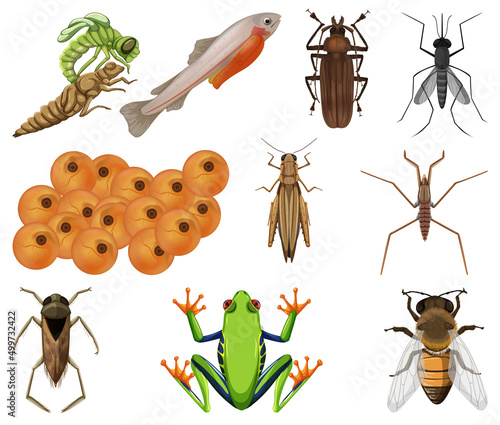 Different kinds of insects and animals on white background