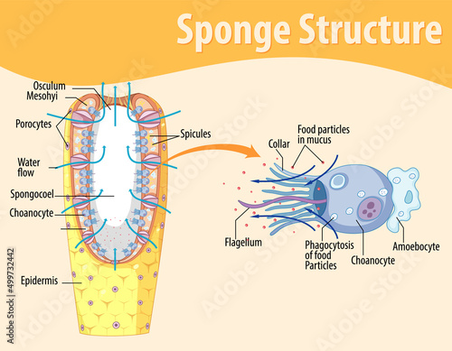 Diagram showing structure of sponge