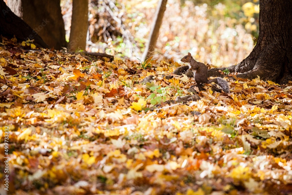 autumn leaves on the ground autumn leaves on the ground