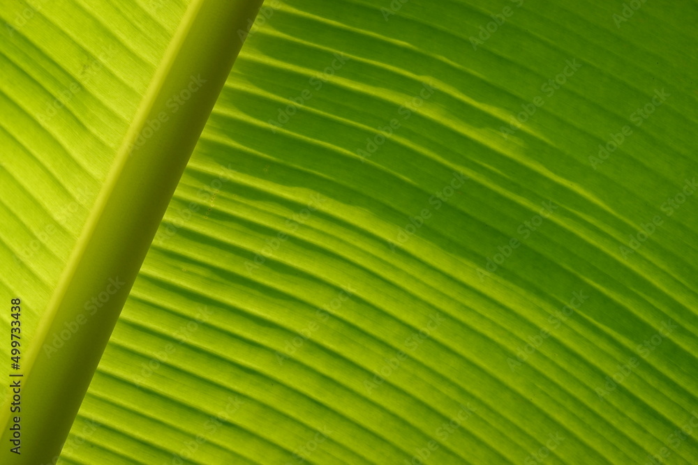 Close-up Banana leaf and stem background texture green Close-up Banana leaf and stem background texture green