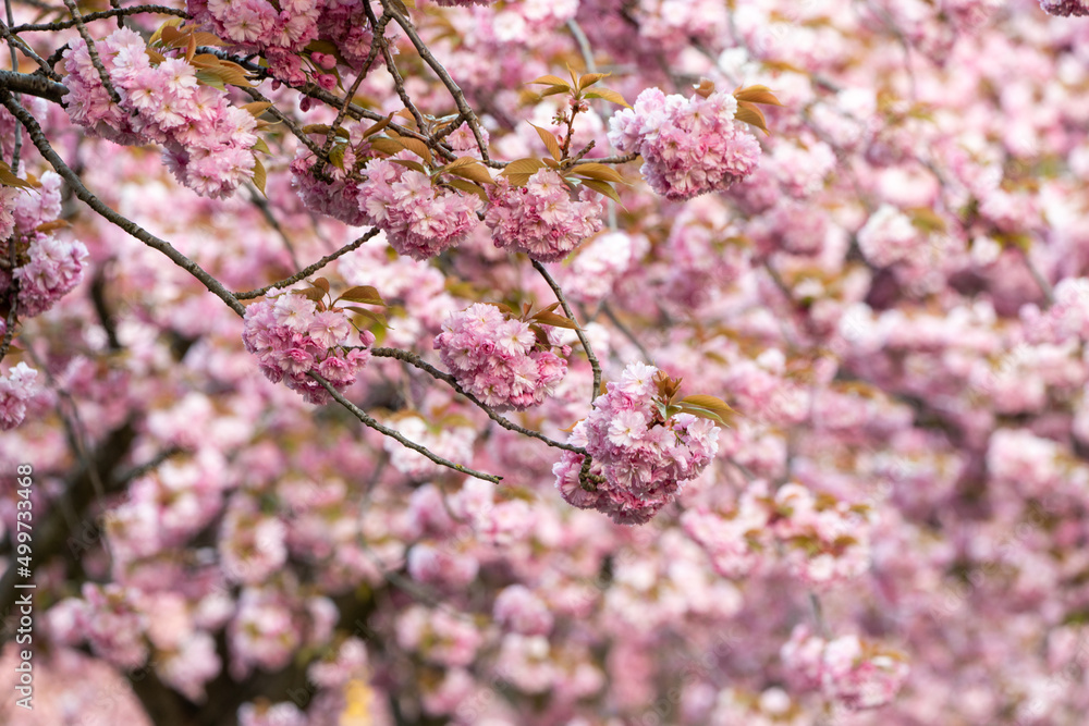 Japanese cherry tree Japanese cherry tree