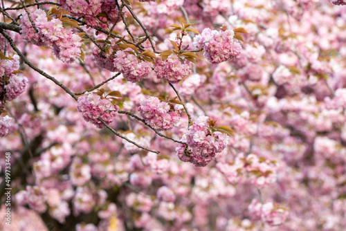 Japanese cherry tree