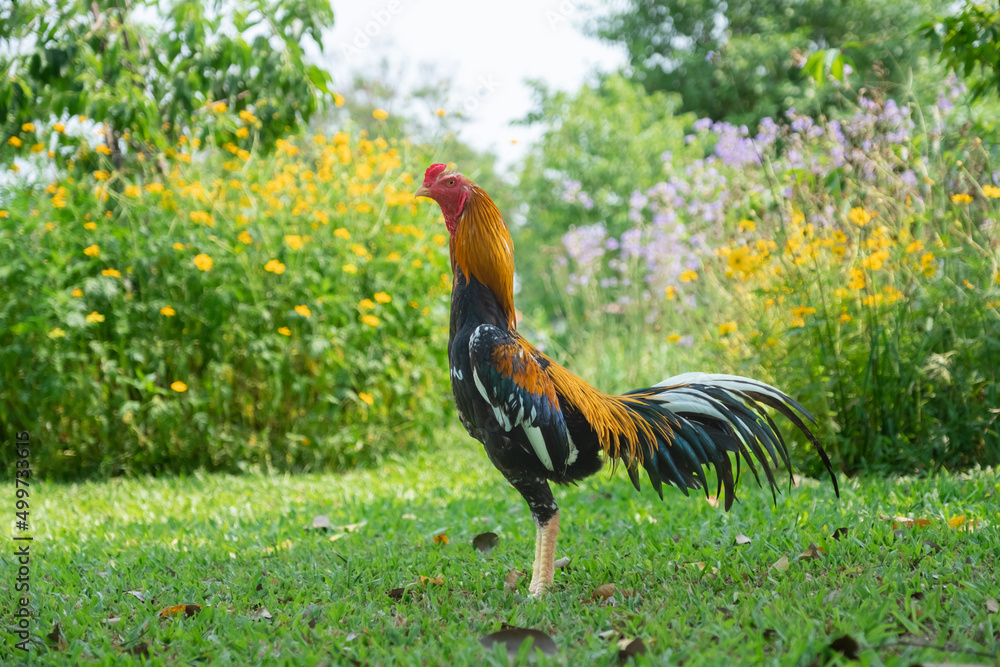 White tail yellow cock of Thailand. Native local white tail yellow rooster  from Thailand. Stock Photo