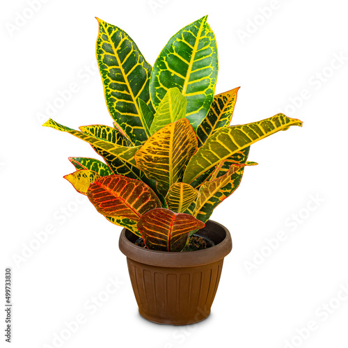 Variegated croton in pot