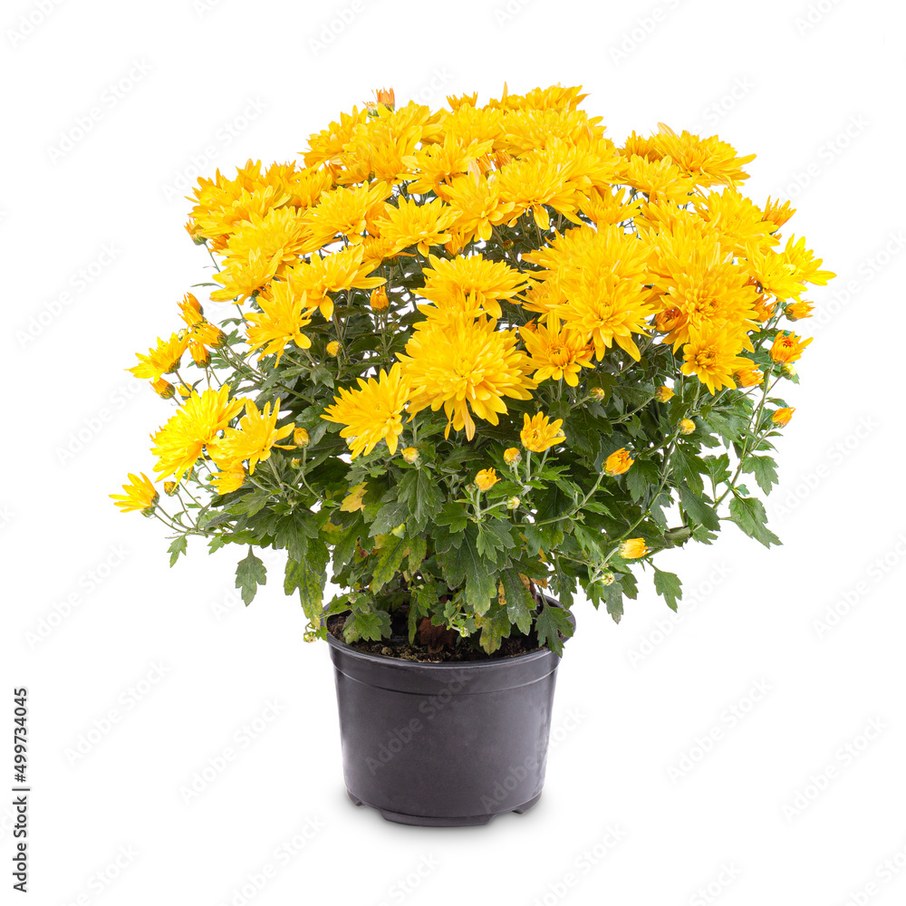 Flowering yellow chrysanthemum Flowering yellow chrysanthemum