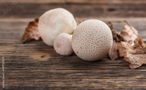 Foto Common puffball