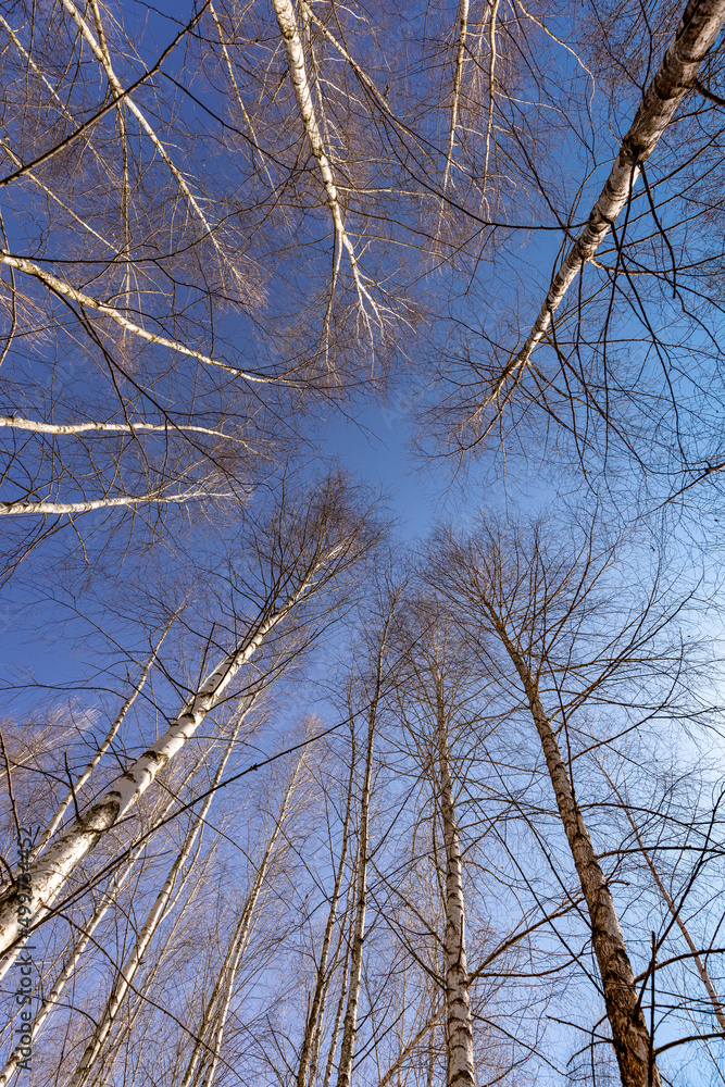 Bottom view of tall trees Bottom view of tall trees