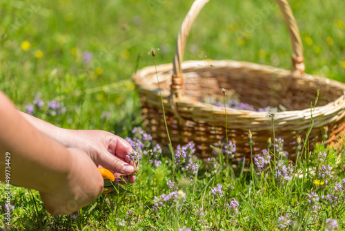 Bilde på lerret Woman herbalist
