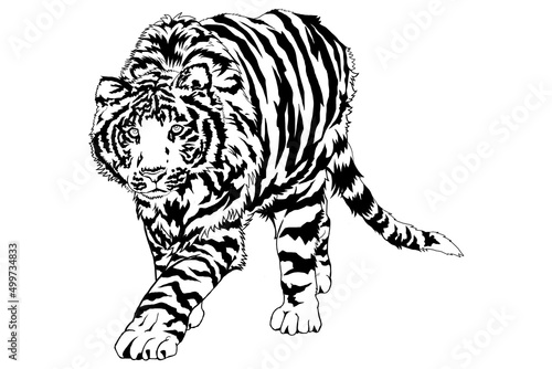 虎の塗り絵 © ヴィダル