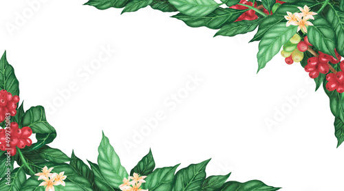 Banner coffee arabica beans and flowers on branch isolated on white background. Watercolor hand drawn llustration