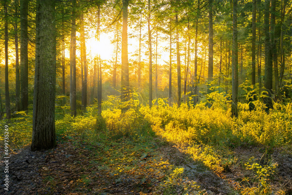 Fototapeta premium Magical sunset in the forest.