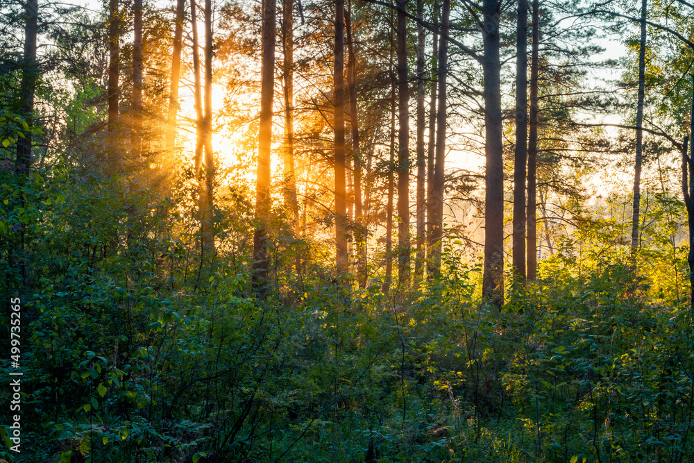 Obraz premium sunset in the woods