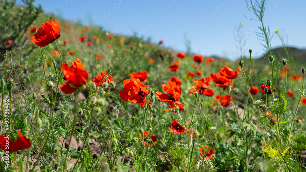 Obraz premium Red flowers on green hills
