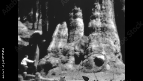 Mariposa Grove 1936 - Giant sequoia trees in Mariposa Grove, part of Yosemite National Park, in 1936. photo