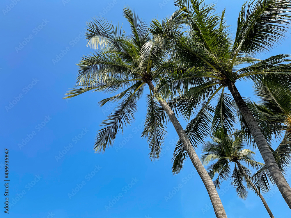Coconut palm tree with blue sky on tropical beach. Coconut palm tree with blue sky on tropical beach.