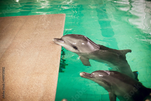 A pair of delphs swim to the shore of an indoor seawater pool