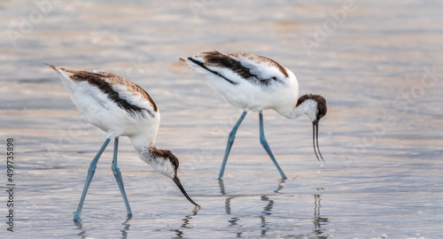 Two water birds pied avocet, Recurvirostra avosetta, feeding in the lake. The pied avocet is a large black and white wader with long, upturned beak © Dmitrii Potashkin