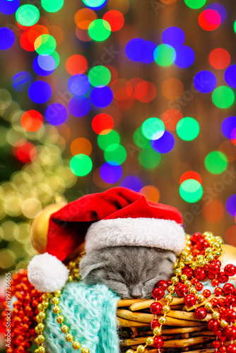 Little gray fluffy kitten sleeping in a basket with festive decorations in a Santa hat on his head against the background of a Christmas tree. Preparing for christmas concept