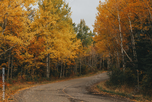 A country road  with yellow and golden leaves  in autumn in Canada.