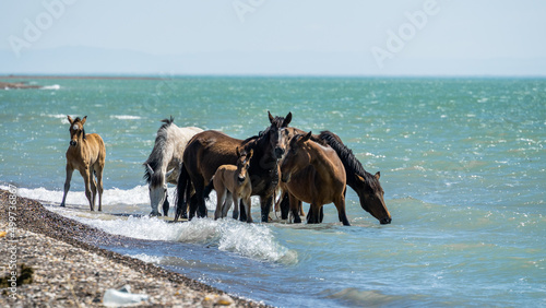 The horses came to drink