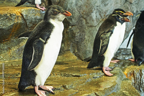 penguins in the aquarium