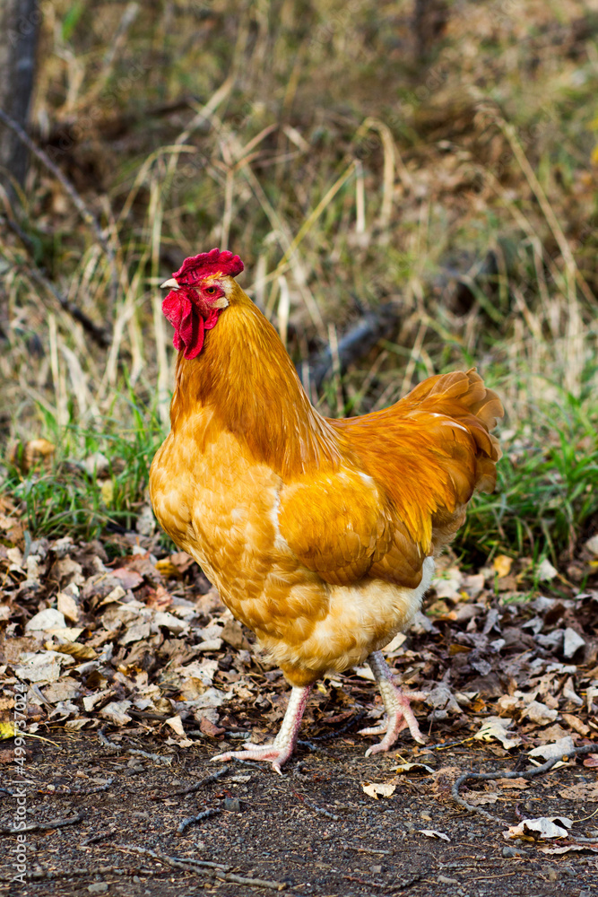 Fototapeta premium A rooster/chicken in springtime. 
