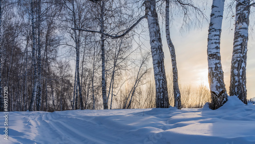 There is a road between snowdrifts in a birch grove. White trunks and bare branches against the background of the morning pinkening sky. Shadows on the snow. Altai photo