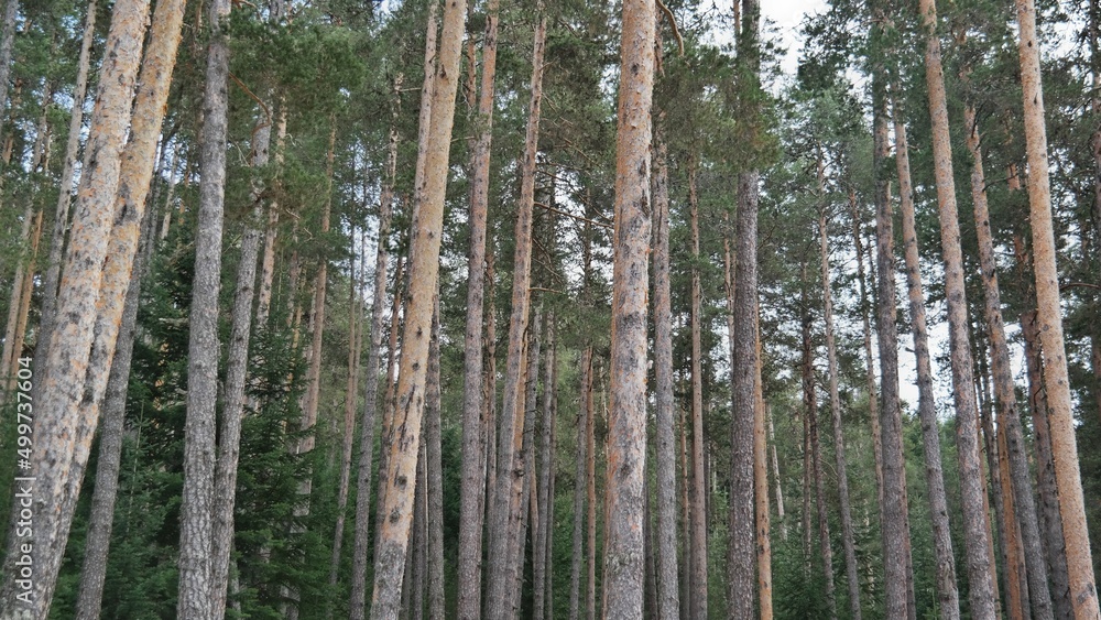 Fototapeta premium National Parks and Pine Trees in Turkey