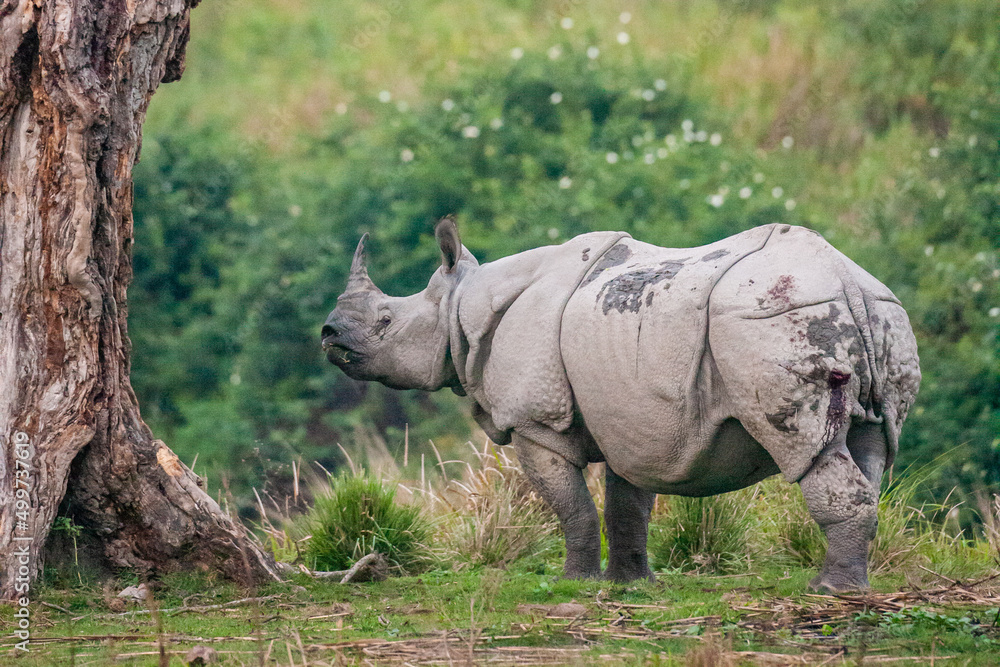 Fototapeta premium Greater one-horned Rhino in the elephant grass in Kaziranga, India