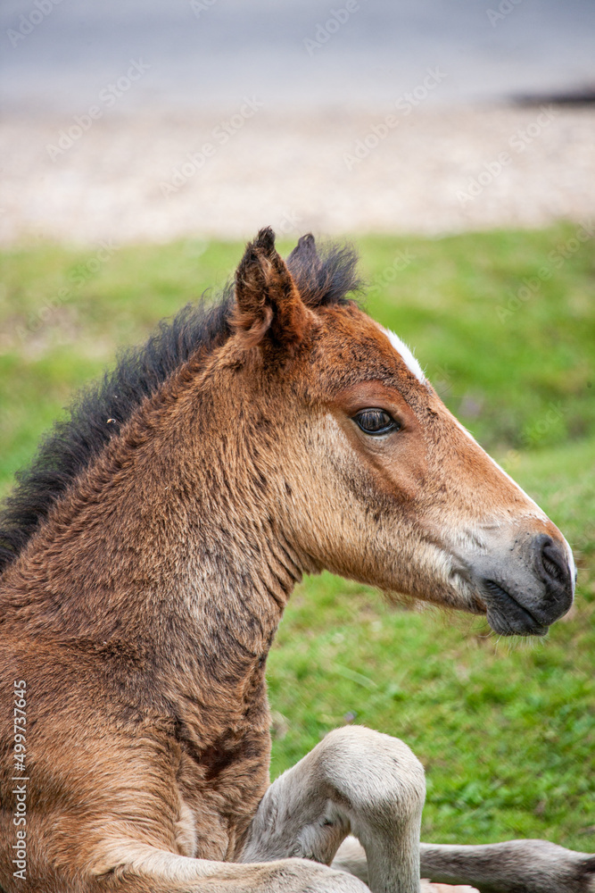 Wild horse foal of the New Forest, England Wild horse foal of the New Forest, England