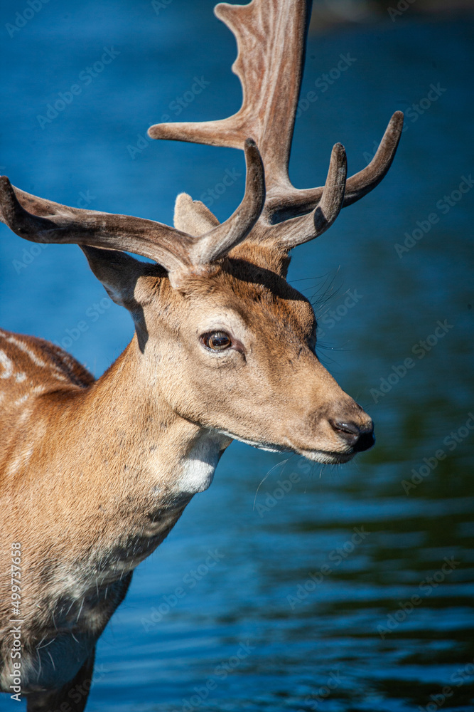 Naklejka premium Fallow deer stag walking in a pond before the annual rut in London, UK