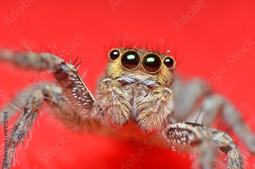 Spider jumper on the red background