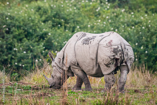 Greater one-horned Rhino in the elephant grass in Kaziranga  India