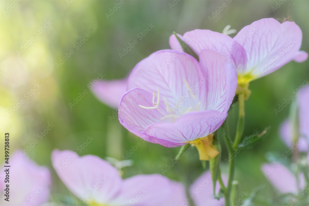 Spring Wildflowers in Texas