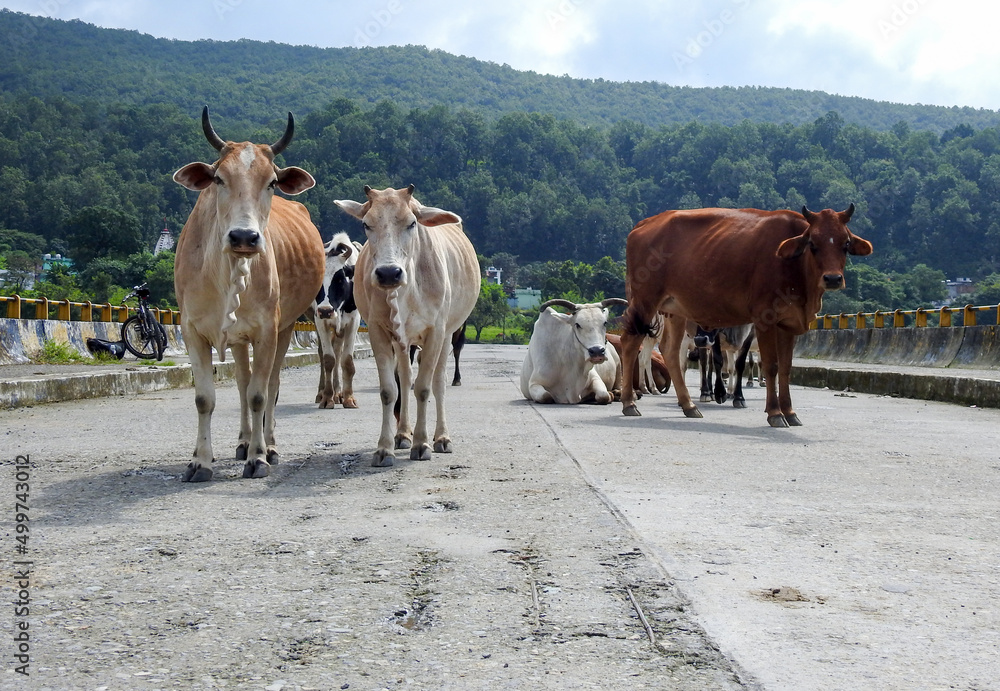 A group of cows and oxes Standing in the middle of the road in Uttarakhand India.