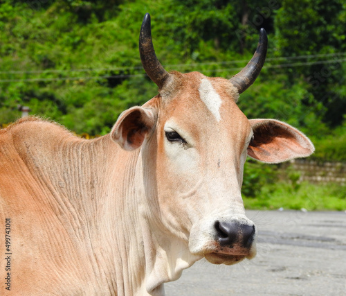 A close up shot of a haryanvi Indian cow with horns and a white patch on the forehead.