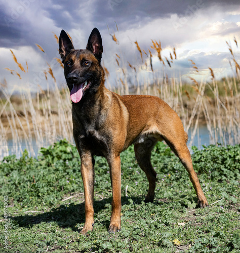 training of belgian shepherd