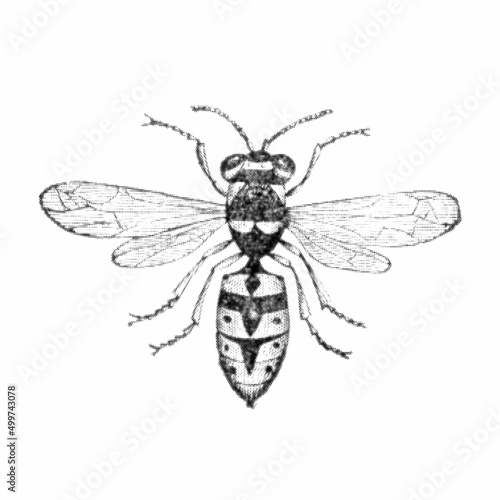 Wasp or Vespula vulgaris. V...