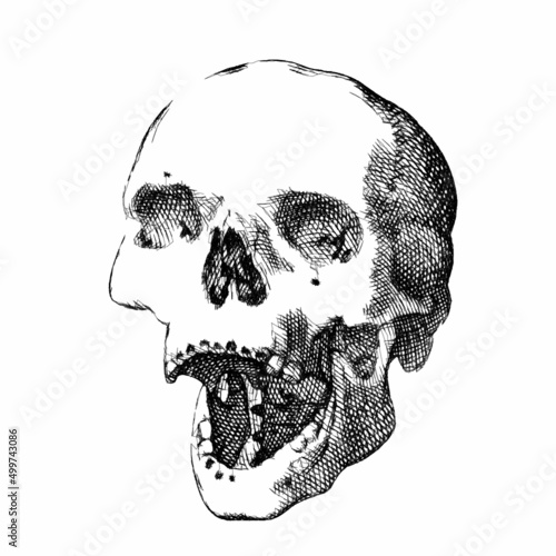 Human Skull with open mouth...
