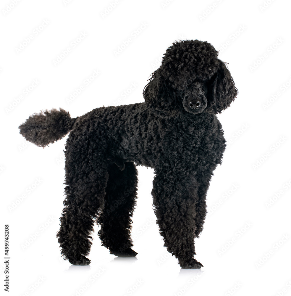 poodle in studio poodle in studio