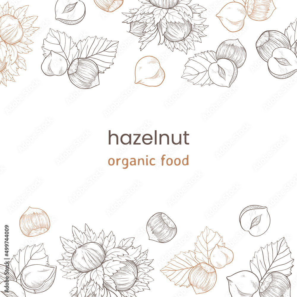 Hazelnut web banner with nuts and leaves, fruits and kernels. Frame pattern top and bottom made of hazelnuts, organic product Hazelnut web banner with nuts and leaves, fruits and kernels. Frame pattern top and bottom made of hazelnuts, organic product
