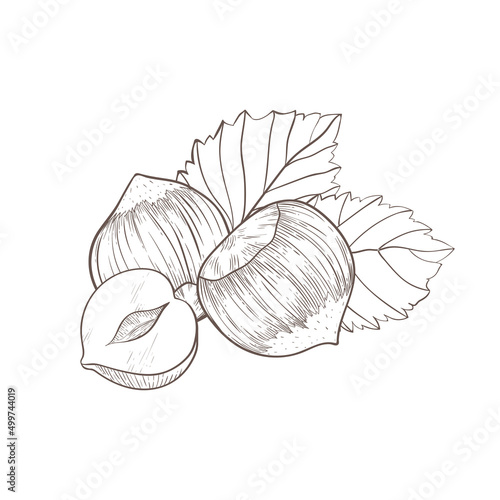 Hazelnut icon 3 fruits of nuts and leaves and kernels. composition of hazelnuts, organic product