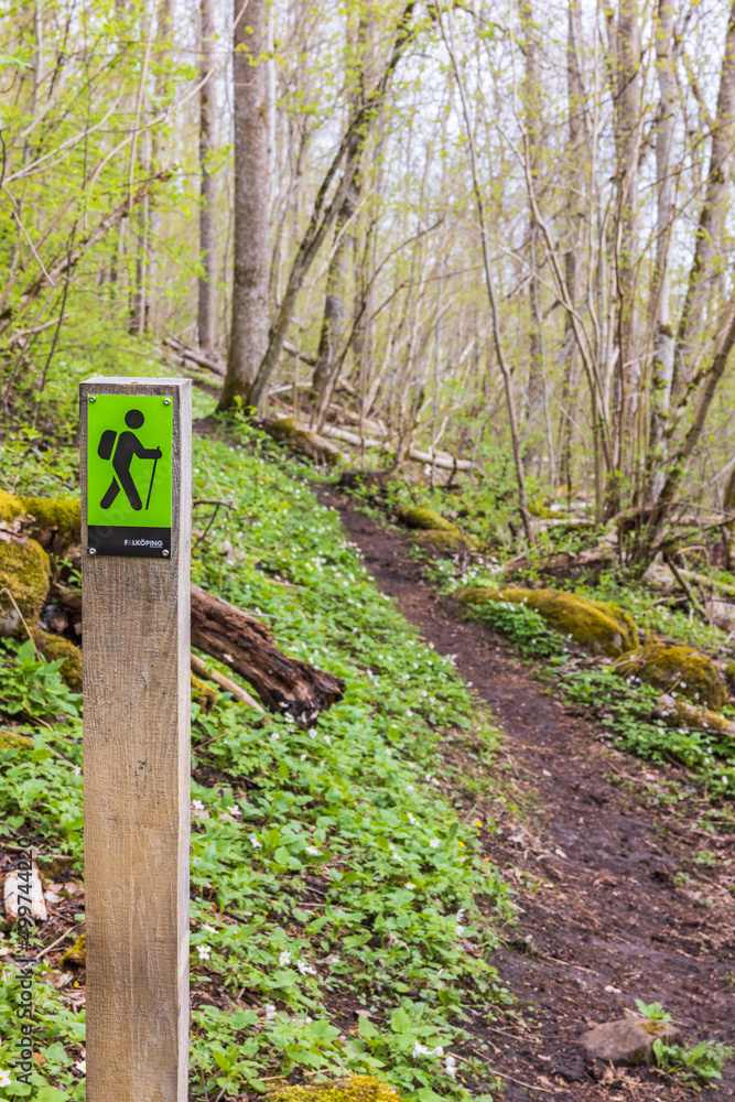 Hiking trail in a forest at springtime