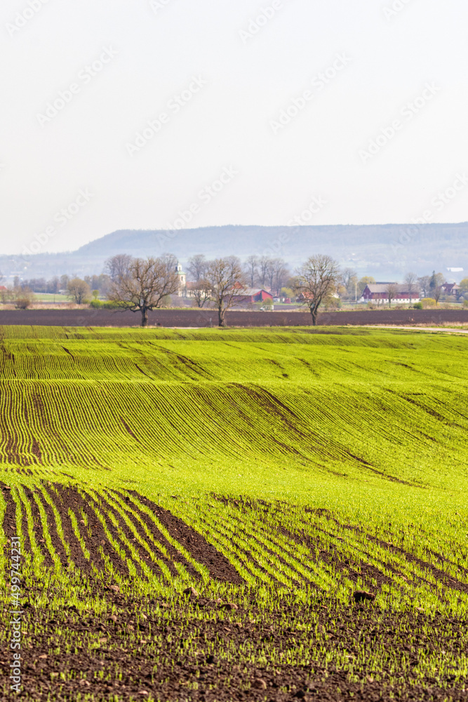 Green fields at spring in the countryside
