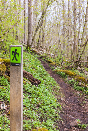 Hiking trail in a forest at springtime