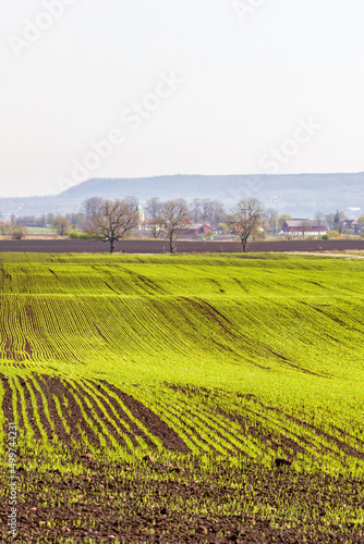 Green fields at spring in the countryside