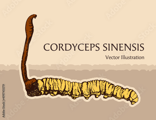 Cordyceps Sinensis Vector Drawing Hand Drawn, CHONG CAO, DONG CHONG XIA CAO or mushroom cordyceps . Vector illustration.