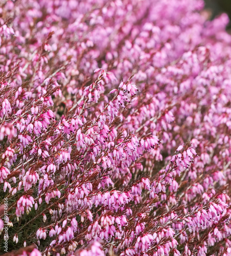 Pink Erica carnea flowers in the garden in early spring