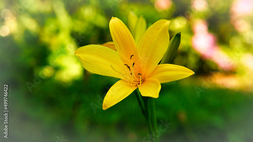 gorgeous yellow lily with beautiful bokeh. Green leaves complete the color harmony.